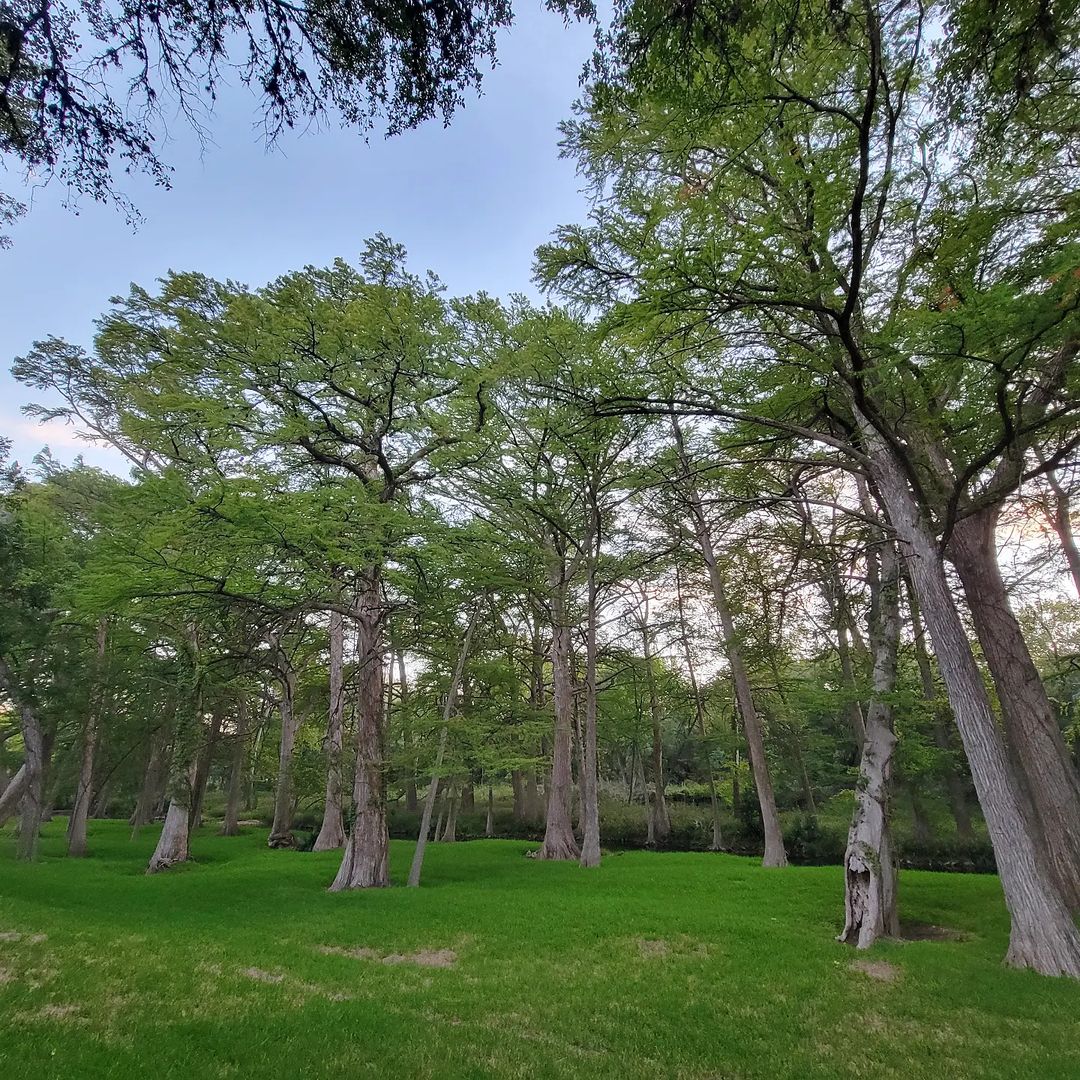 Backyard weekend view.  #wimberley

__
#wimberlytx #travel #trees #views #cypresstrees #cypresscreek #explore #blancoriver #texas #explorepage #travelwriter #greenery #livefromtx #hillcountry #getoutside #getaway
