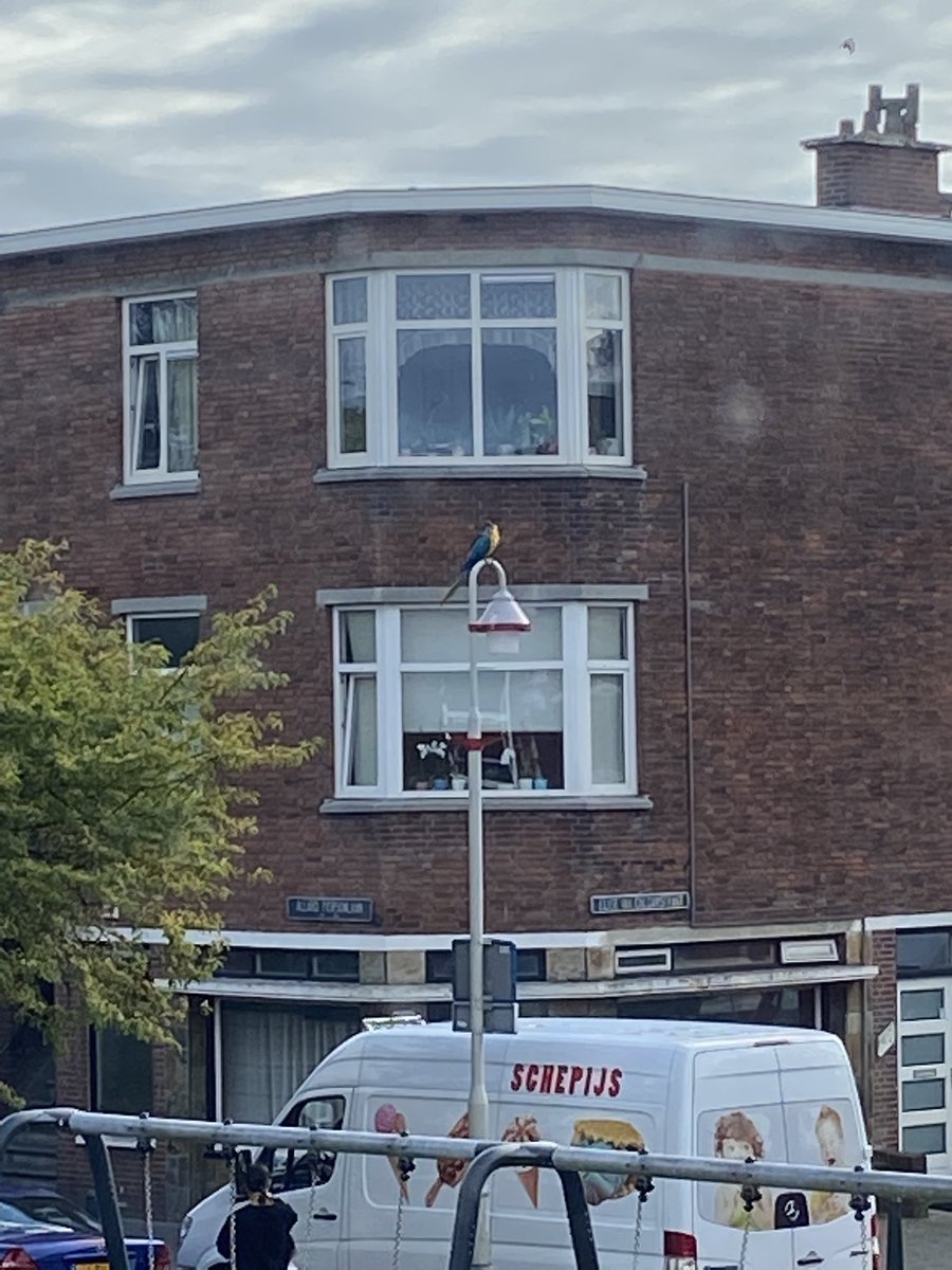 AlexOGM's tweet image. Iemand zijn blauw gele Ara kwijt? #allardpiersonlaan #papagaai #denhaag