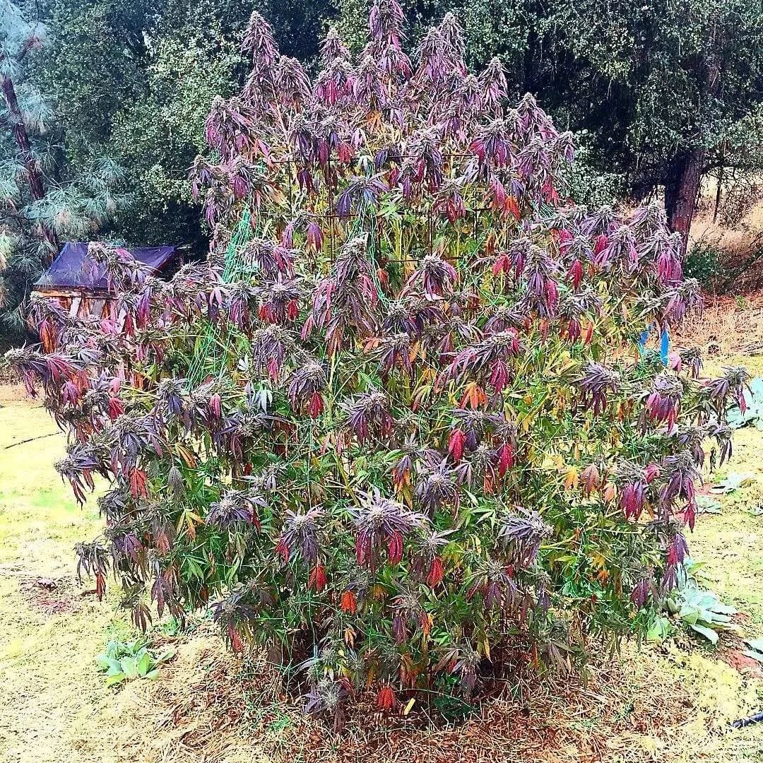 Colors of Cannabis🌈
📸:@logjamesmuler455