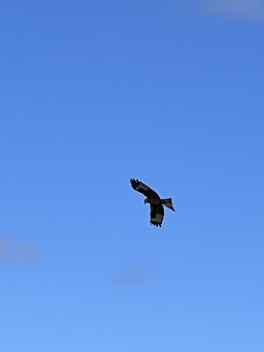 lstrutt's tweet photo. What a #Friendship50 adventure with my friend @dougalhorse at The Red Kite Retreat in #CountyDown! It’s been such fun learning about #conservation, the stunning beauty of the #RedKites in motion #Buzzards & @RSPBNI https://t.co/BIvwAe1ecP