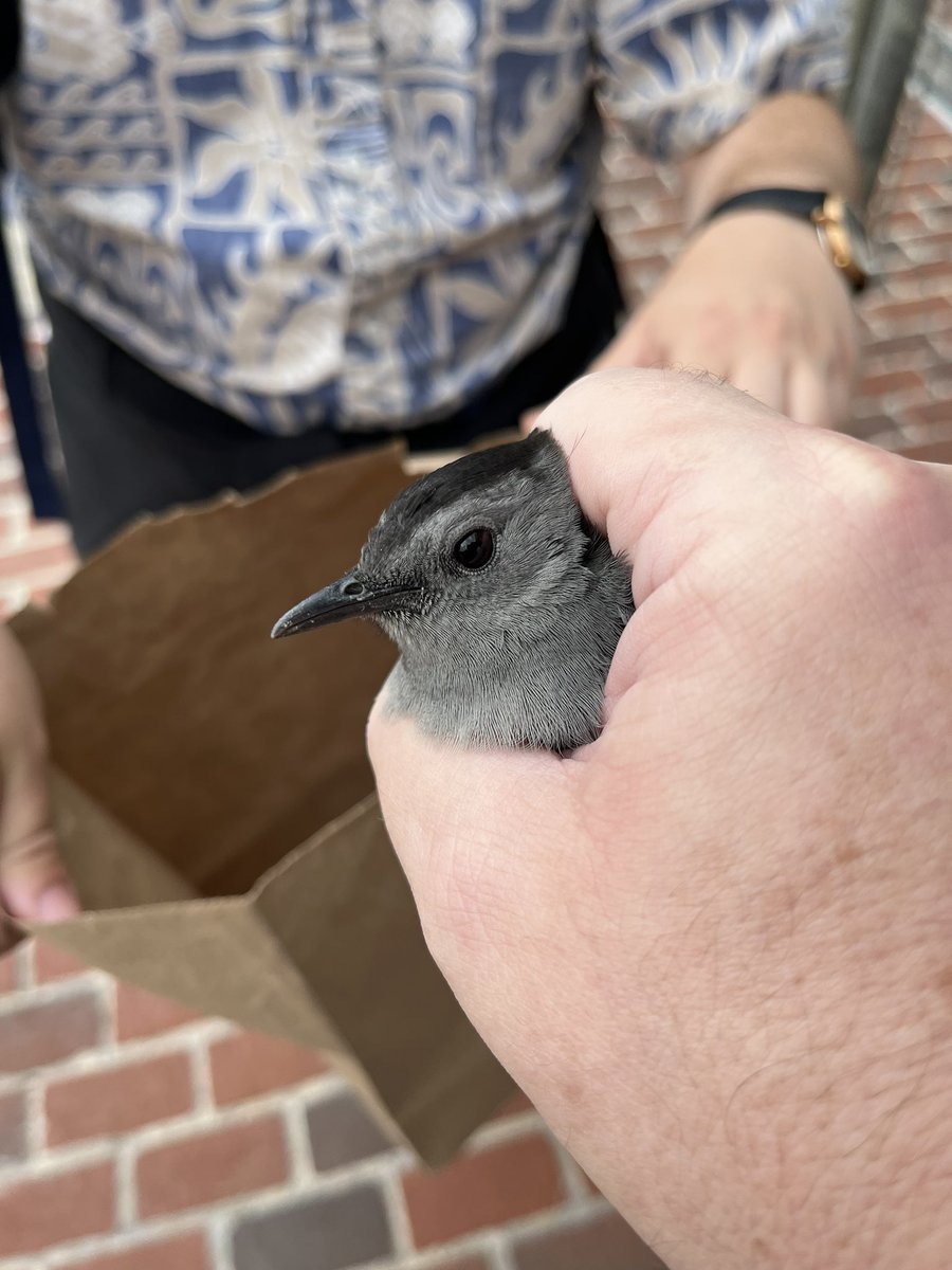 LightsOutBalt's tweet photo. Fall migration continues and casualties are mounting. This morning’s volunteer was joined by two @UMBC wildlife students and together they found a dozen dead. On a positive note, they also rescued two Common Yellowthroats and a Gray Catbird. #turnthelightsout #treatyourglass https://t.co/hjpBystjxf