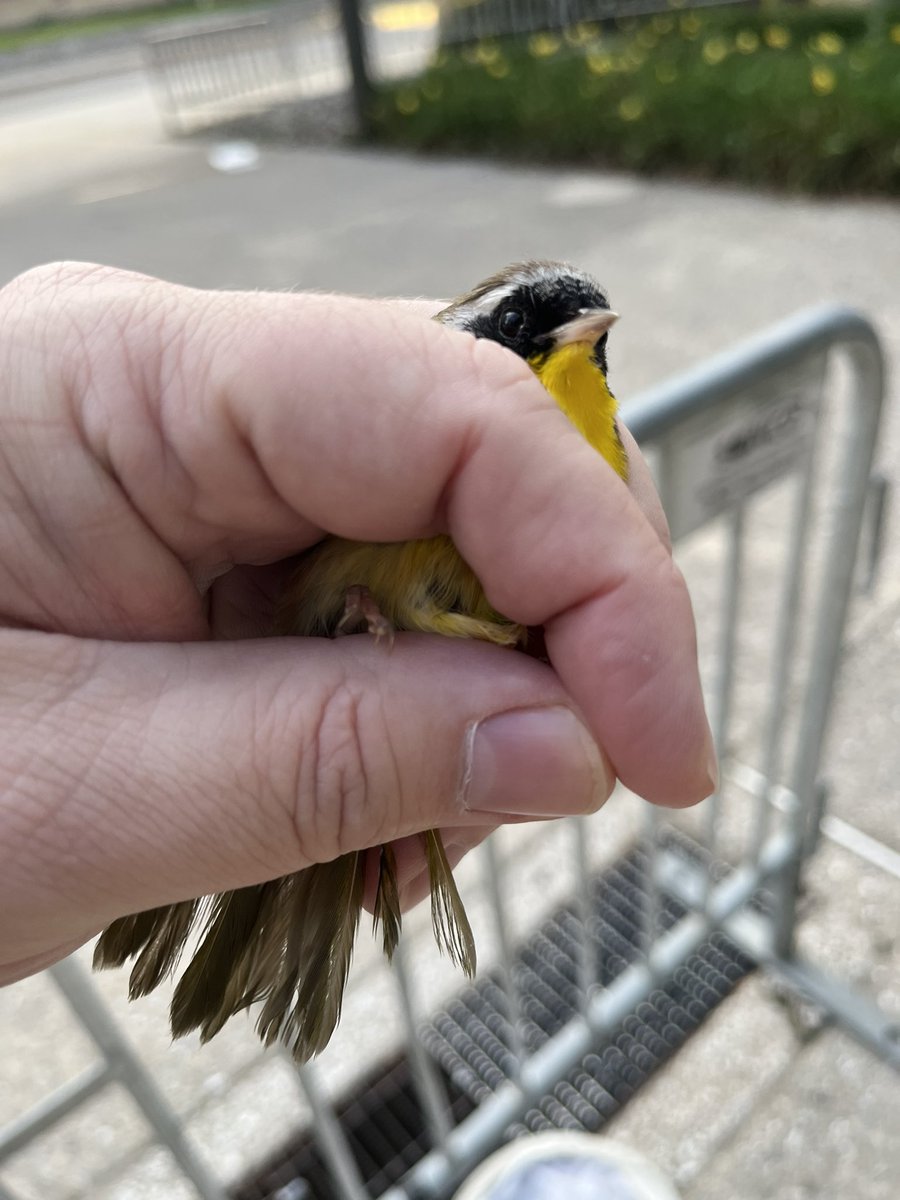 LightsOutBalt's tweet photo. Fall migration continues and casualties are mounting. This morning’s volunteer was joined by two @UMBC wildlife students and together they found a dozen dead. On a positive note, they also rescued two Common Yellowthroats and a Gray Catbird. #turnthelightsout #treatyourglass https://t.co/hjpBystjxf
