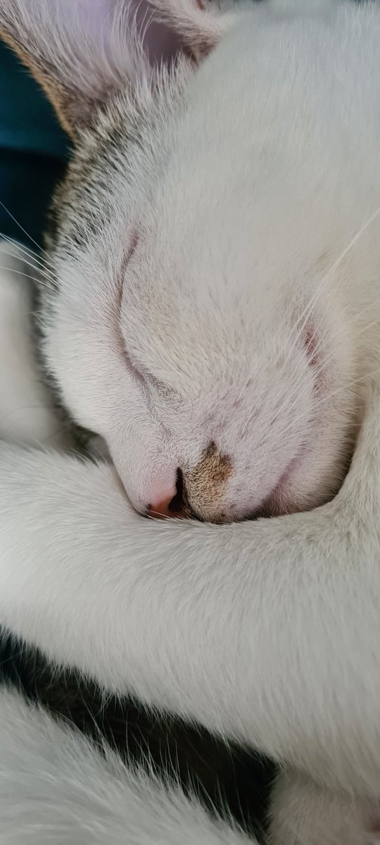mmepinceaux's tweet photo. Vous avez besoin de ça #LeChaton https://t.co/svoaNVz6dU