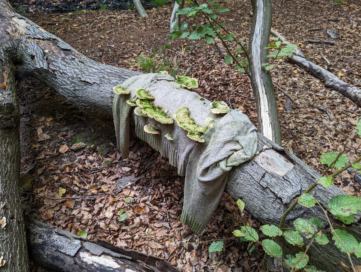 danphardy's tweet image. #Mushroom of the day goes to these funky guys in @CoLEppingForest taking advantage of somebody's lost sweater 🍄