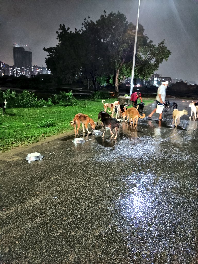 TheViditsharma's tweet photo. An RT doesn't cost anything, but it might mean the difference between going hungry to sleep or having a stomach full of nutritious meal for these dogs. Please donate and RT as much as possible 🙏🙏 https://t.co/H9EV60uxWo