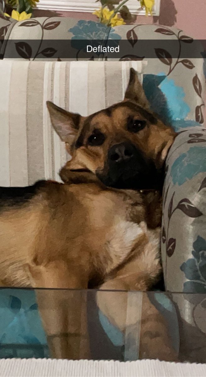 I dooz look furry funny and cute at the same time🤭