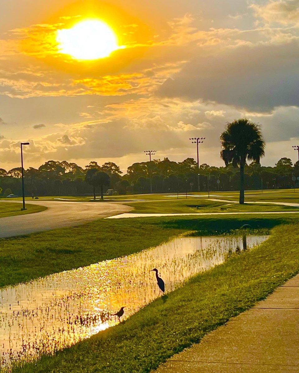 forpoochessake's tweet photo. The #park is #waterlogged from daily #storms. #birds love it. They’re actively #flyinginformation up above, singing and chirping down below, and #justchillin along #ponds and #canals The ground is #wet & #soggy & rich with #foodtoeat . good for them. #morerain coming soon. https://t.co/vCecVwLYEh