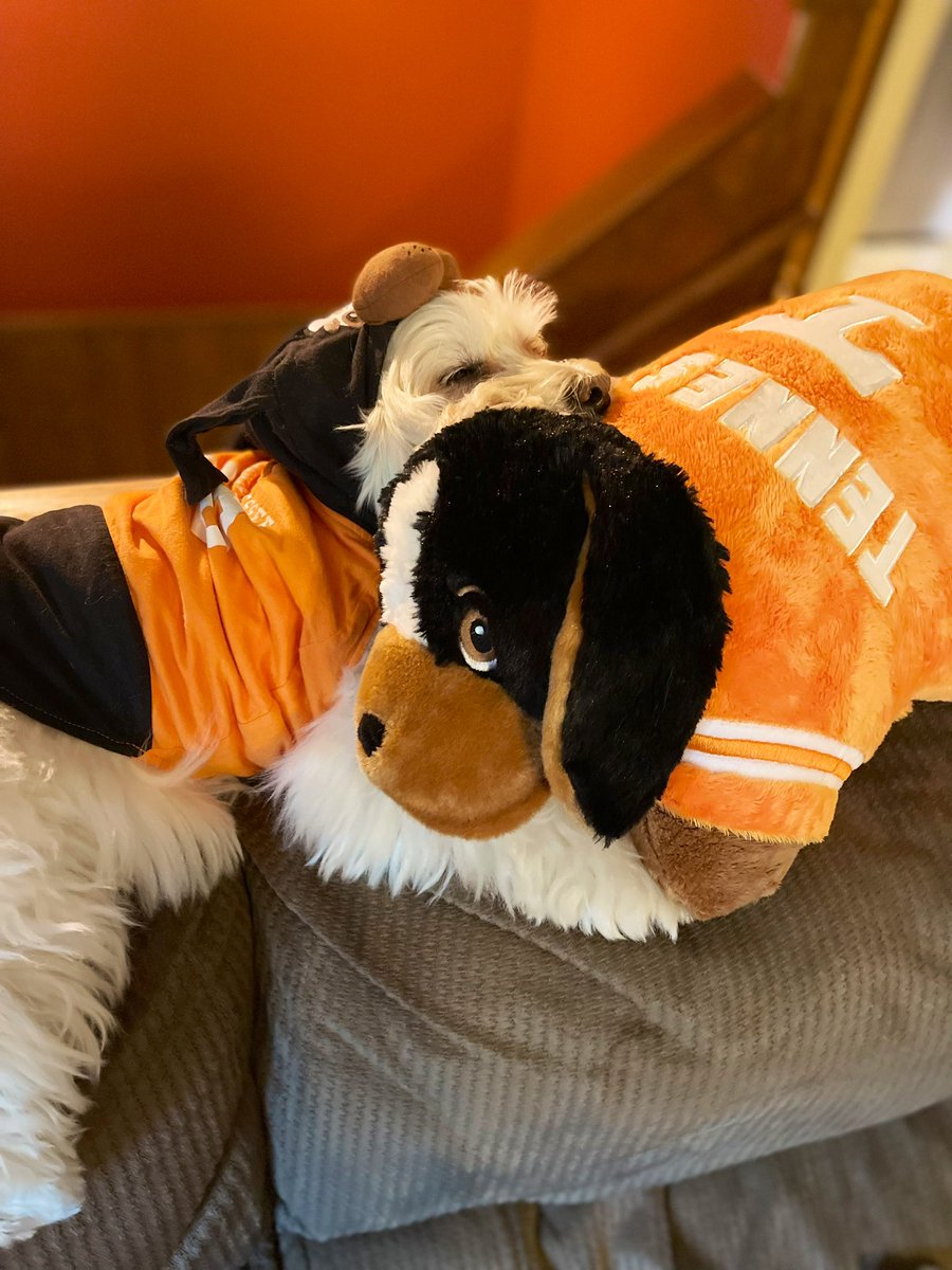 Brockie0000's tweet photo. Hey Smokey!! I’m resting up to eat gator later. @UTSmokey_00 @wbir @Vol_Football @UTKnoxville #GoVols #GBO #VFL #BeatFlorida #Dog #10picks https://t.co/6HeHNQy458