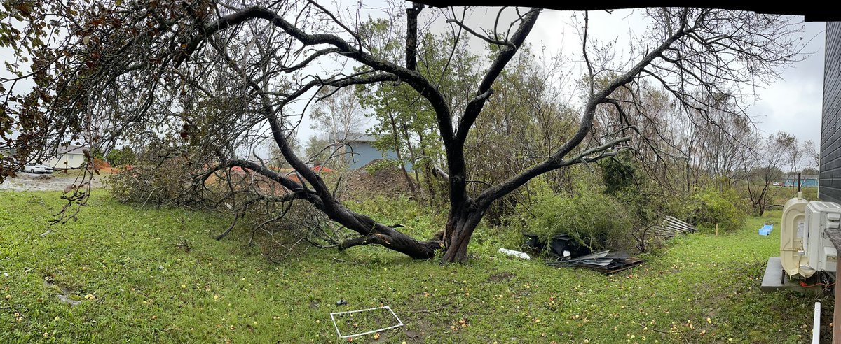 Apple tree split in half