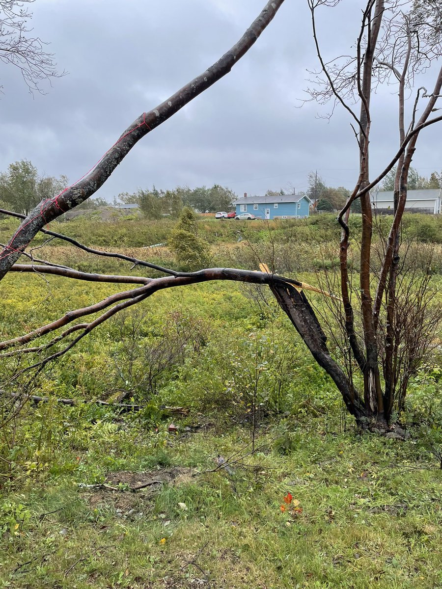 A few fallen trees