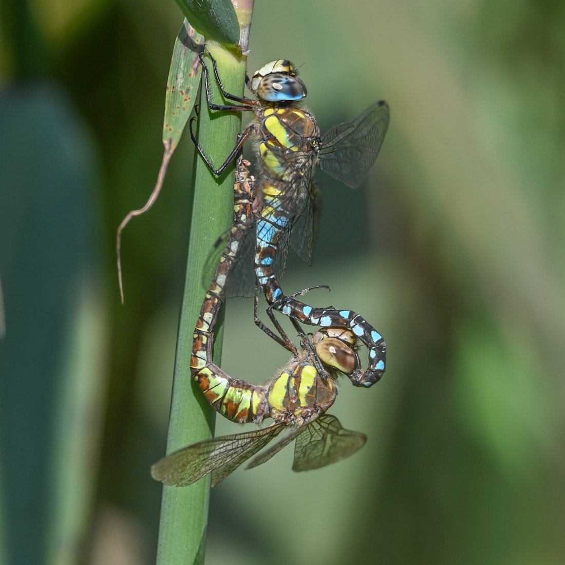 verityhill5's tweet photo. Dragon love 🐲 🌿 mating pair of Migrant Hawkers #migranthawker #Aeshnamixta #dragonfly #dragonflies #Odonata #nature #BBCWildlifePOTD #bbccountryfilemagpotd https://t.co/iRSSm1uVae