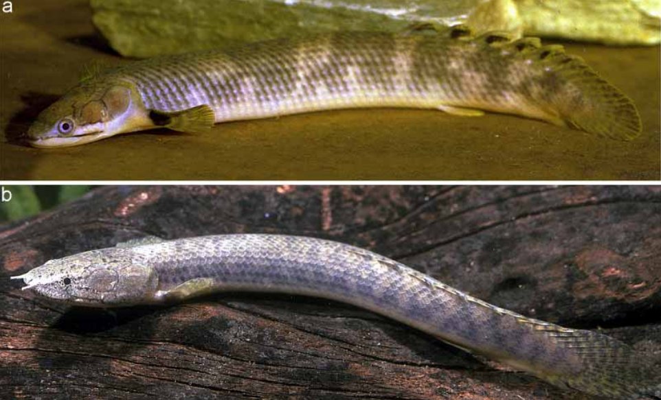 Tyler Greenfield on X: It's the second taxon to be named for the mokele  mbembe, after the bichir Polypterus mokelembembe in 2006.    / X