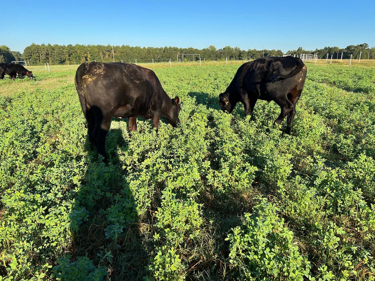 DrJJTuga's tweet photo. Saturday’s down south look a little different for a grazer… got the groups up and sorted- now to put them back on paddock! It’s Mooo-ving Day!#UGABeefResearch #CowsAndGrass365 #BetterGrazing #AlfalfaBermudagrass #FallForage #StockingDensity #4DayRotations https://t.co/iZRpp9Pw5r