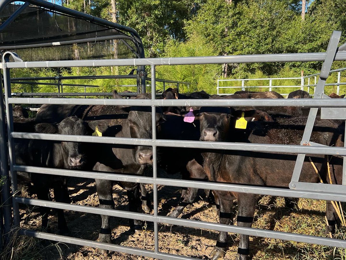 DrJJTuga's tweet photo. Saturday’s down south look a little different for a grazer… got the groups up and sorted- now to put them back on paddock! It’s Mooo-ving Day!#UGABeefResearch #CowsAndGrass365 #BetterGrazing #AlfalfaBermudagrass #FallForage #StockingDensity #4DayRotations https://t.co/iZRpp9Pw5r