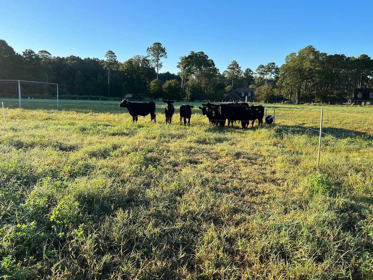 DrJJTuga's tweet photo. Saturday’s down south look a little different for a grazer… got the groups up and sorted- now to put them back on paddock! It’s Mooo-ving Day!#UGABeefResearch #CowsAndGrass365 #BetterGrazing #AlfalfaBermudagrass #FallForage #StockingDensity #4DayRotations https://t.co/iZRpp9Pw5r