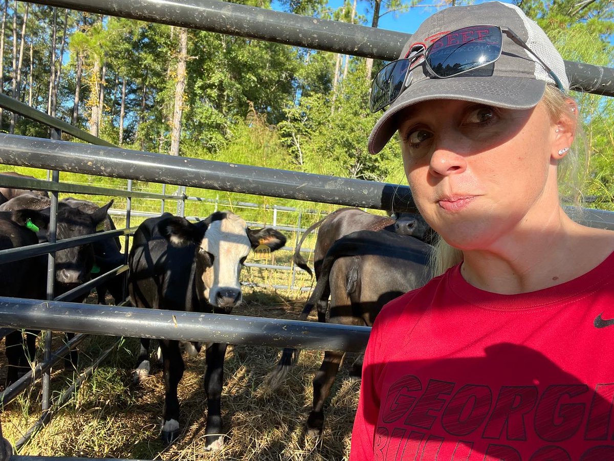 DrJJTuga's tweet photo. Saturday’s down south look a little different for a grazer… got the groups up and sorted- now to put them back on paddock! It’s Mooo-ving Day!#UGABeefResearch #CowsAndGrass365 #BetterGrazing #AlfalfaBermudagrass #FallForage #StockingDensity #4DayRotations https://t.co/iZRpp9Pw5r