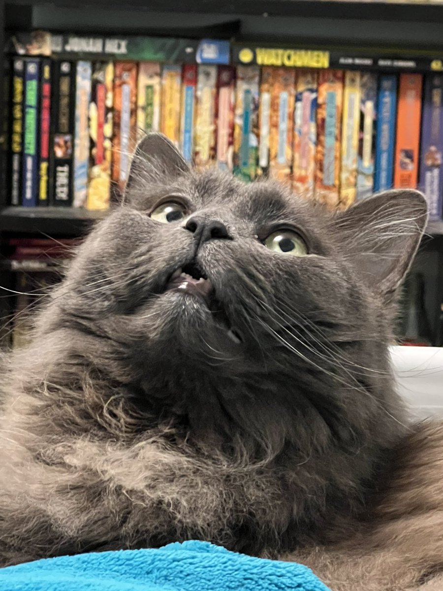 HHnetka's tweet photo. @thechrisbarron Happy #Caturday !
Vinnie and Cosmo having a relaxing day (just like every other day in the life of a pampered feline). https://t.co/Mhe1oE2lah