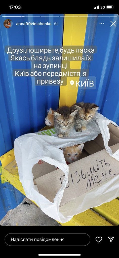 puichaipes's tweet photo. Коценятки в Києві потребують господаря/господарки. Гсподи, які ж вони солодесенькі я не можу(( https://t.co/E045MVCuhf