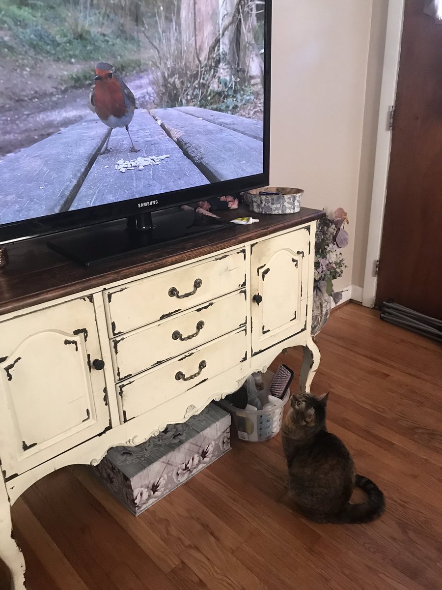 DivinaStavola's tweet photo. It’s the best day..it’s #Caturday so #SimbaCile is watching #BirdTV #BengalBreed #MixedBreedsRock #RescueAnimalsRock #AdoptDontShop #CatsofTwittter @PickliciousF @rickygervais #EndAnimalAbuse #SpayAndNeuter #TNR https://t.co/09bS1SBq0j