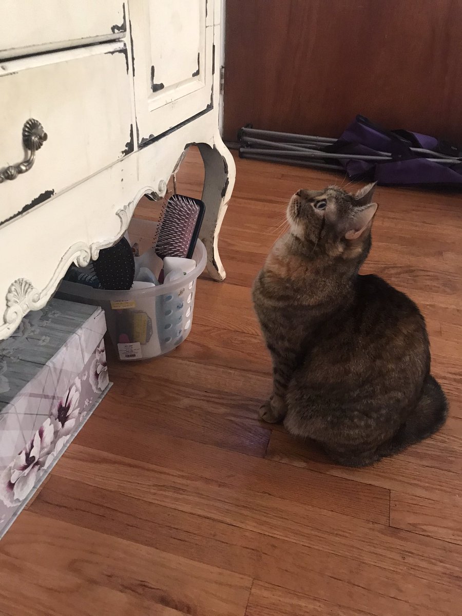 DivinaStavola's tweet photo. It’s the best day..it’s #Caturday so #SimbaCile is watching #BirdTV #BengalBreed #MixedBreedsRock #RescueAnimalsRock #AdoptDontShop #CatsofTwittter @PickliciousF @rickygervais #EndAnimalAbuse #SpayAndNeuter #TNR https://t.co/09bS1SBq0j
