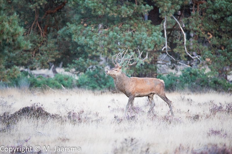 Mjaarsma_Images's tweet photo. Bronst NP de Hoge Veluwe
#edelhert #reddeer #cervuselaphus #gewei #bronst https://t.co/0AWosmSg9M