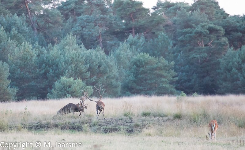 Mjaarsma_Images's tweet photo. Bronst NP de Hoge Veluwe
#edelhert #reddeer #cervuselaphus #gewei #bronst https://t.co/0AWosmSg9M