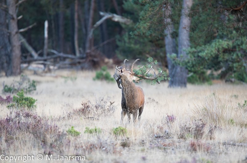 Mjaarsma_Images's tweet photo. Bronst NP de Hoge Veluwe
#edelhert #reddeer #cervuselaphus #gewei #bronst https://t.co/0AWosmSg9M