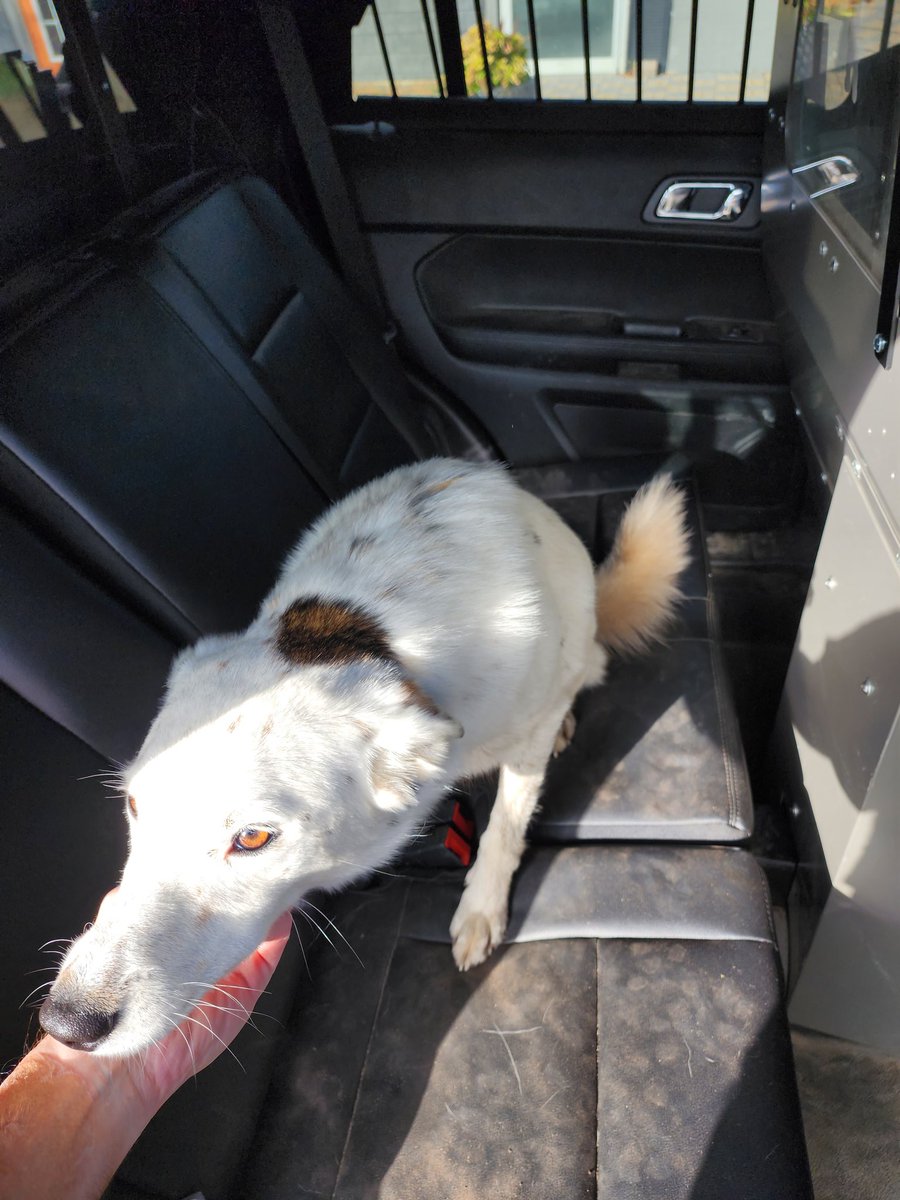 wasecasheriff's tweet photo. This goodest boy was found at 375th Ave near 110th St. He is very sweet, walks well, and is leash trained. Knows sit and shake. He was taken to Canine Central. Please contact them if he is yours OR you know who he belongs to. https://t.co/nMGAvK9wGE