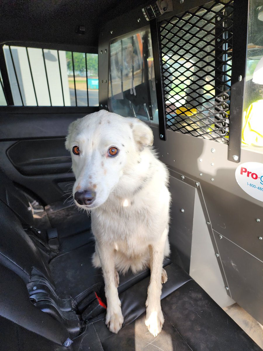 wasecasheriff's tweet photo. This goodest boy was found at 375th Ave near 110th St. He is very sweet, walks well, and is leash trained. Knows sit and shake. He was taken to Canine Central. Please contact them if he is yours OR you know who he belongs to. https://t.co/nMGAvK9wGE