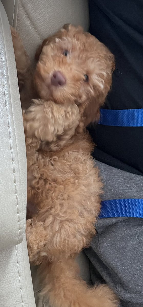 We adopted this ginger boy with blue eyes for my bday 9/22 (same as <a href="/TommyLasorda/">Tommy Lasorda Legacy</a>). Meet Justin Turner!! <a href="/redturn2/">Justin Turner</a> <a href="/court_with_a_K/">Kourtney Turner</a>
