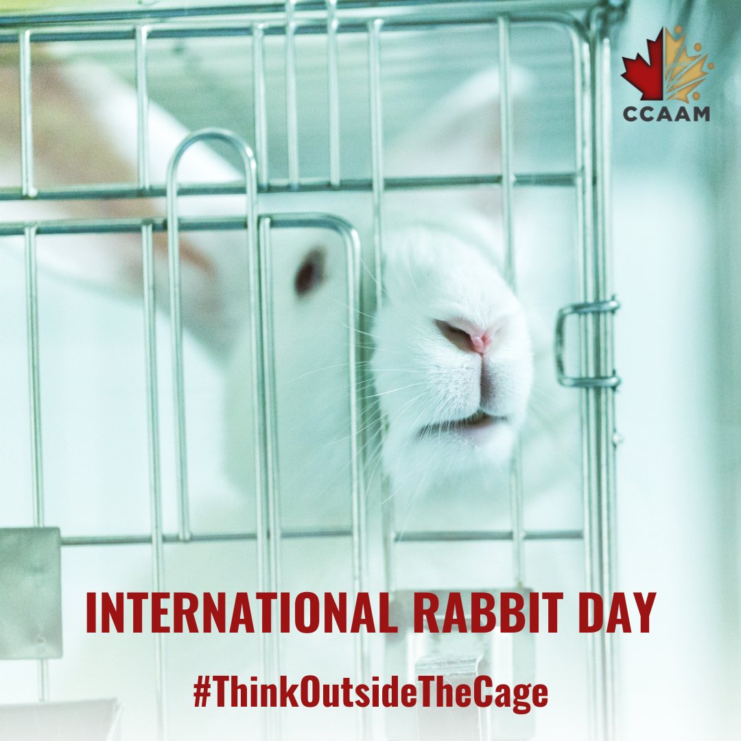 #InternationalRabbitDay
Can’t wait for the day when the use of rabbits is replaced with human biology based approaches!

#ThinkOutsideTheCage #UseScienceNotAnimals #NonAnimalMethods