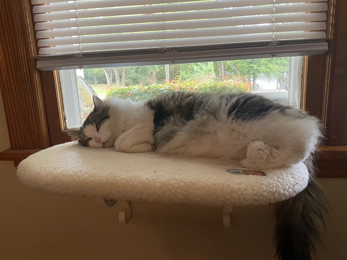 porchgoblin's tweet photo. I got a window seat for Beans and he’s the happiest blob i’ve ever seen https://t.co/4sd2hYDYEV