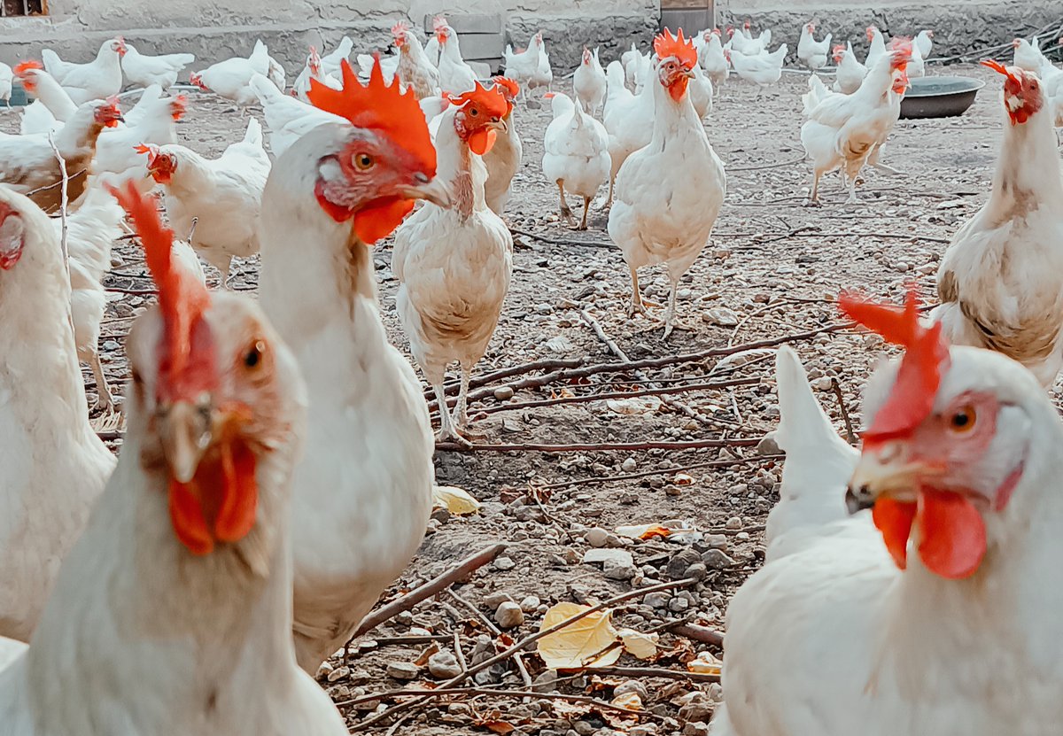 DOZEDO3's tweet photo. 👉Małgorzata Kwiatkowska stworzyła #GospodarstwoKarnków i hoduje🐓nioski, karmione zbożami i tym, co lubią. Troska o zwierzęta, krótkie #łańcuchydostaw, współpraca z nami #DOZEDO wpływają korzystanie na środowisko. 
👉Stwórz efekt synergii! 
👉Weź udział w https://t.co/mJnNvS8AcF https://t.co/7GEIy4Eo1g