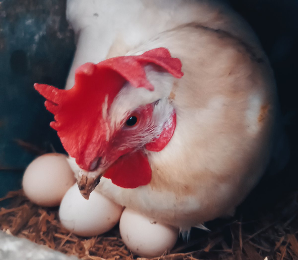 DOZEDO3's tweet photo. 👉Małgorzata Kwiatkowska stworzyła #GospodarstwoKarnków i hoduje🐓nioski, karmione zbożami i tym, co lubią. Troska o zwierzęta, krótkie #łańcuchydostaw, współpraca z nami #DOZEDO wpływają korzystanie na środowisko. 
👉Stwórz efekt synergii! 
👉Weź udział w https://t.co/mJnNvS8AcF https://t.co/7GEIy4Eo1g