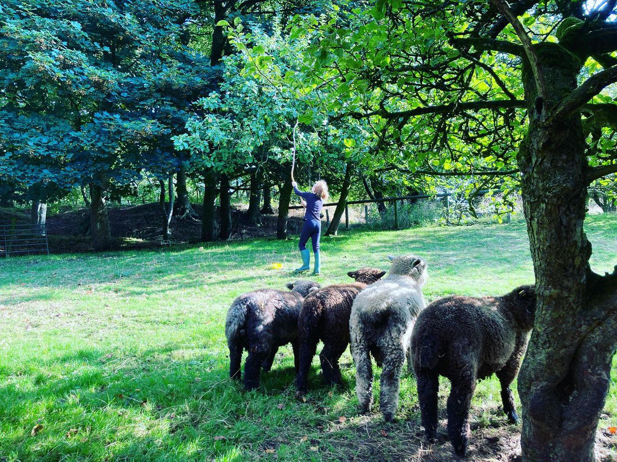 bernardsfarmuk's tweet photo. Everyone big &amp; small has a task to do, all under watchful Babushka’s 🐕 eye… 

👭🐑👭🐕👭🐖👭🐓👭🐇👭🐑

#LazyLurcher #Babushka #WeekendsOnTheFarm #Teamwork #FarmingFamily https://t.co/tp7T2crHRL
