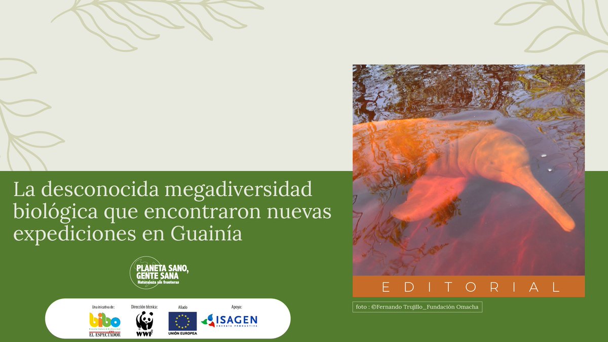 #EditotialBibo | 🤯Tras realizar dos expediciones en los ríos Guaviare y Guainía, un grupo de investigadores descubrió varias especies nuevas para Colombia. Entre ellas, 362 de plantas, 9 de peces y 8 de abejas. 🌱🐟🐝
➡️ bit.ly/3S8ghlu