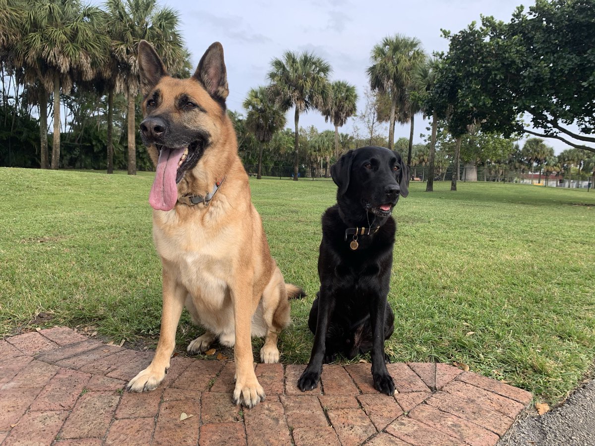 HoundsAhoy's tweet photo. @GsdLoverss Hi… 🐾🐾 https://t.co/7JZk617Xsx