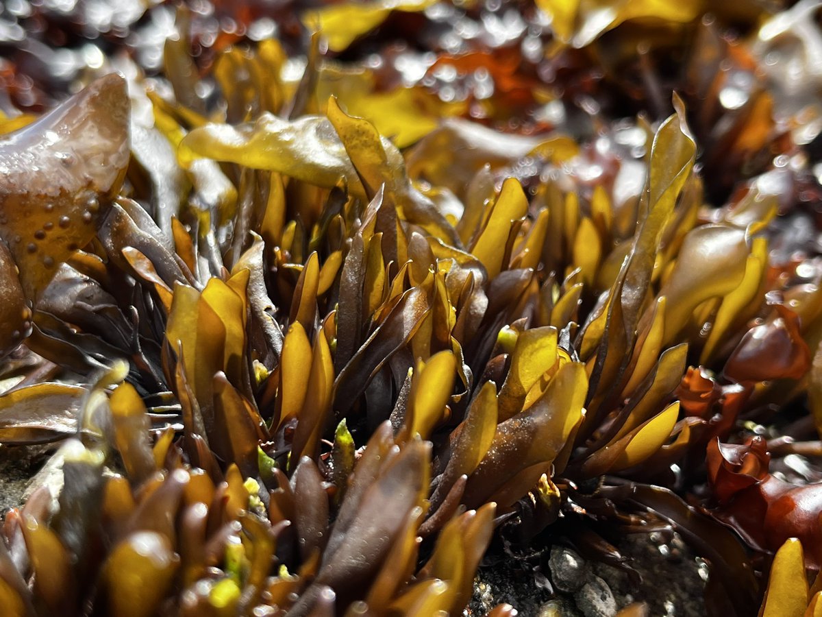 AlgaLab's tweet photo. Luga cuchara - Mazzaella laminariodes / #AlgasMarinad #Chile #Biobio #BiodiversidadMarina #Rhodophyta #AlgasRojas https://t.co/377y1cn2As