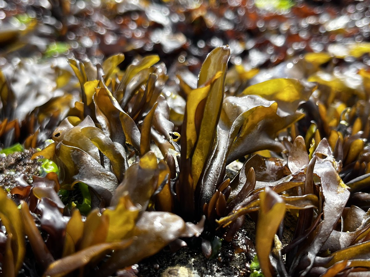 AlgaLab's tweet photo. Luga cuchara - Mazzaella laminariodes / #AlgasMarinad #Chile #Biobio #BiodiversidadMarina #Rhodophyta #AlgasRojas https://t.co/377y1cn2As
