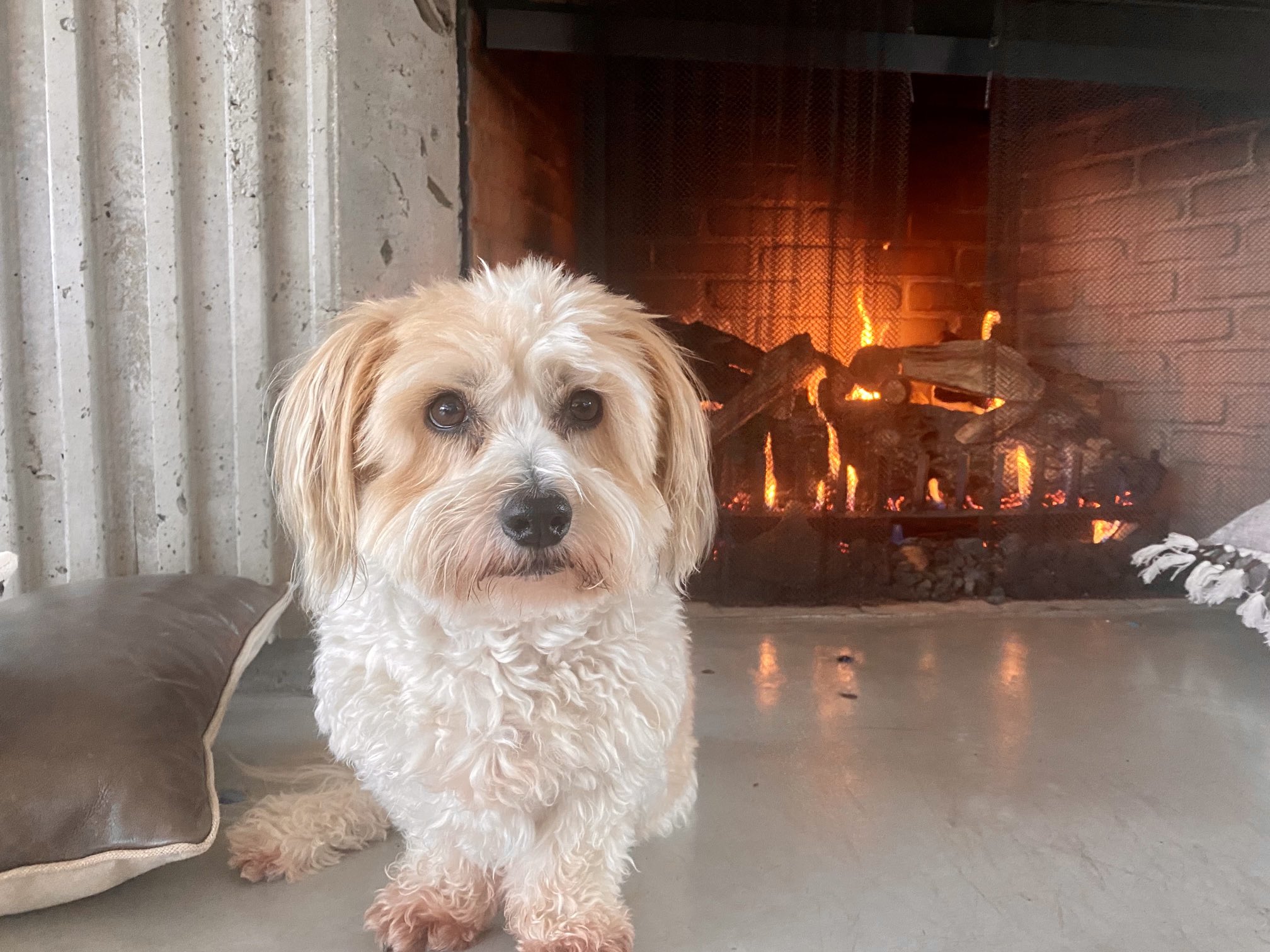 Tommy On Twitter RT SteveSchmidtSES Sophie She Is A Coton De 