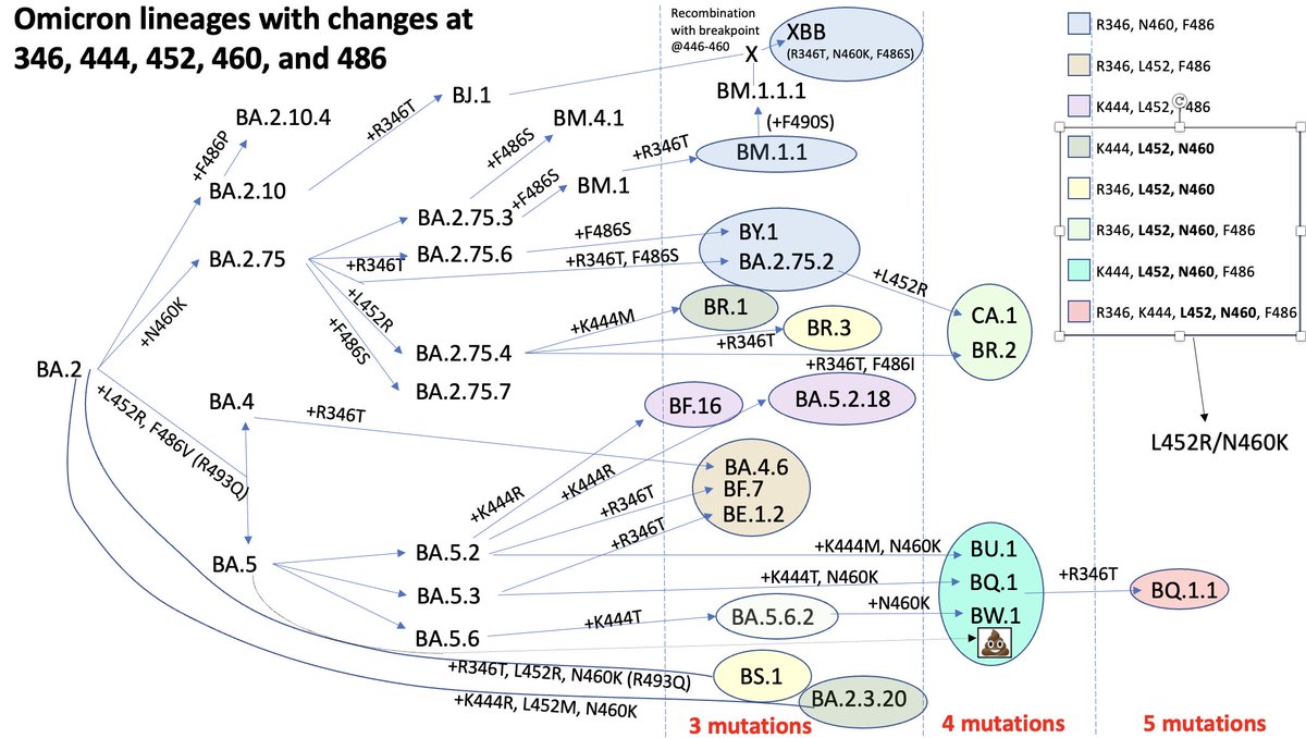 SolidEvidence's tweet photo. Convergent evolution on steroids, v5.  Was missing BA.2.3.20. Modified version of @dfocosi's illustration. https://t.co/SY0qEj4cFT