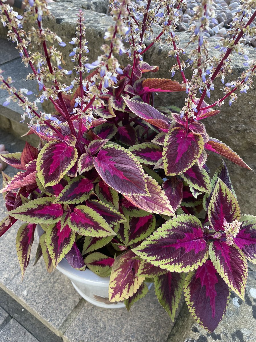 mv_jenkins's tweet image. I love this plant! #OldGitTweet