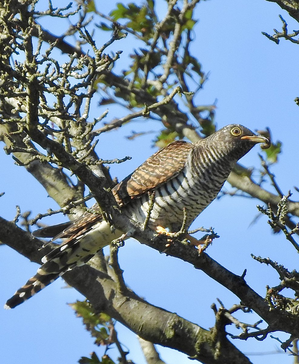 Found this very late juvenile Cuckoo on Bodmin moor today. @CBWPS1 @Britnatureguide @BTO_Cornwall #wildlifephotography #birdphotography #BirdTwitter #birdwatching #birds #NaturePhotography #TwitterNatureCommunity