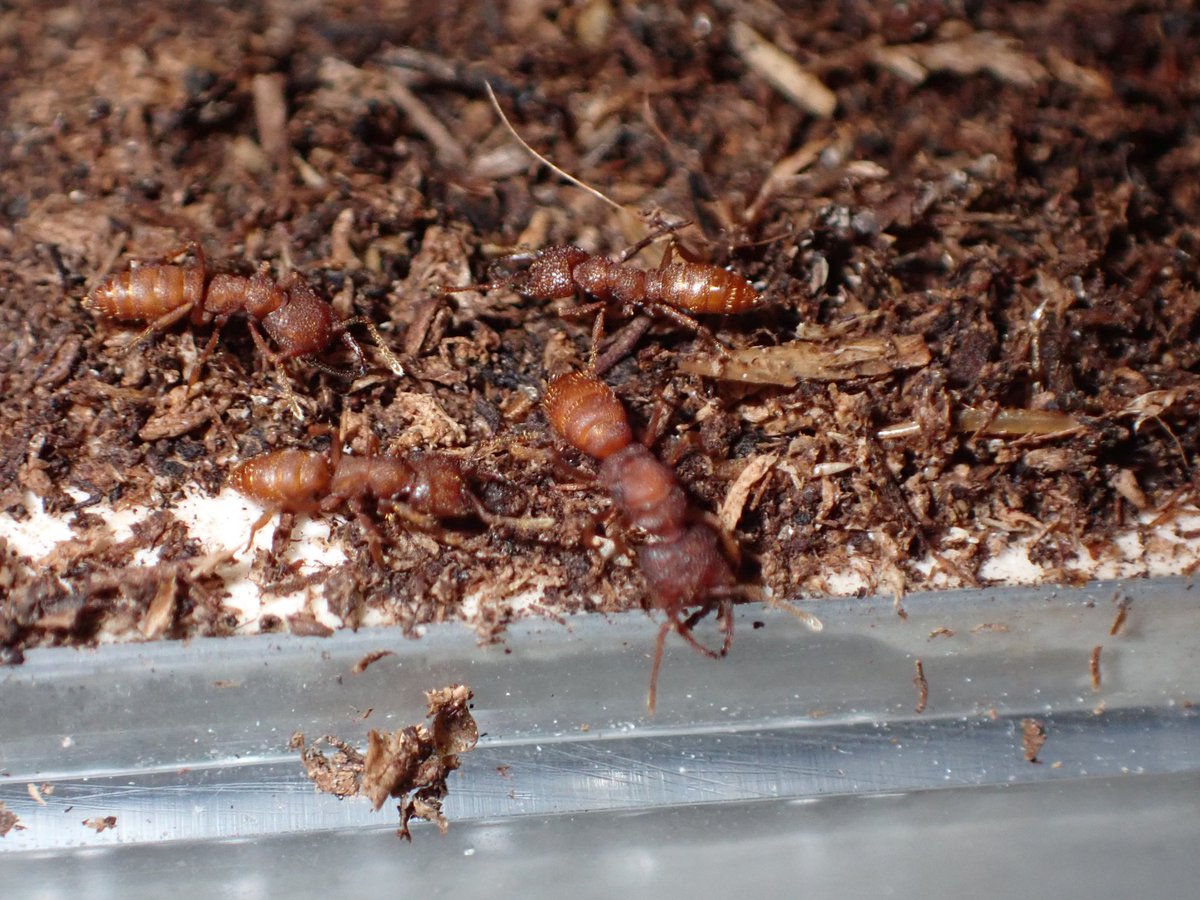 c90UEGv3HUTi5oz's tweet photo. #ヘラアゴハリアリ
#Mystrium camillae
#Ant Museum
結構日数かかりましたが、幼虫に成長し順調に大きくなってるようですヽ(*´▽)ノ♪
早く一周させてサイクルを回したいところです😊 https://t.co/Y9teExi06Y