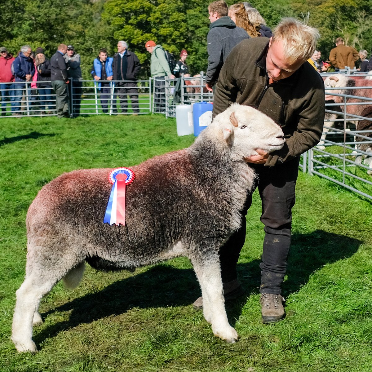 billplumtree's tweet photo. Cracking day for Eskdale Show today. I had to leave at half-time so missed the yows ☹️ but I did see Glenn and Dorothy Wilkinson's shearling tip, ably shown by Bobsy, win the male championship   #SheepOfTheDay https://t.co/baZSalxYQ2