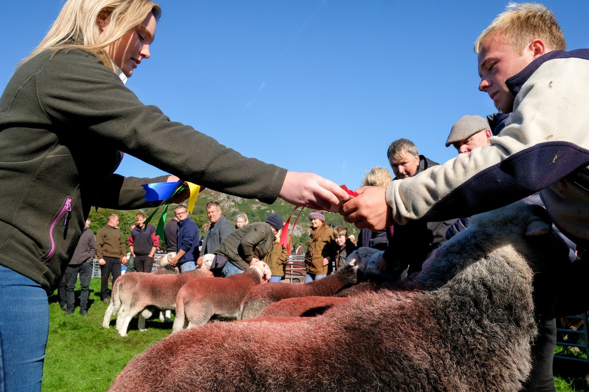 billplumtree's tweet photo. Cracking day for Eskdale Show today. I had to leave at half-time so missed the yows ☹️ but I did see Glenn and Dorothy Wilkinson's shearling tip, ably shown by Bobsy, win the male championship   #SheepOfTheDay https://t.co/baZSalxYQ2