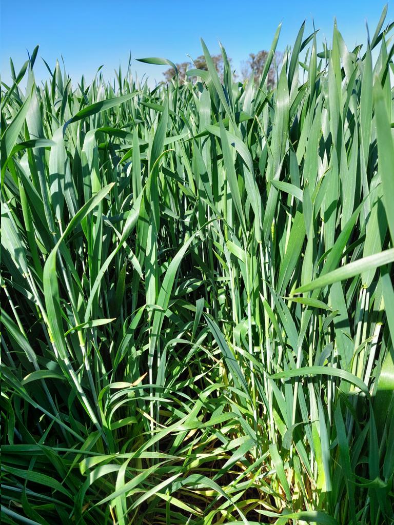 agro_86's tweet photo. Justo la 🌧 (40-50mm) para los 🌾, y Entre Ríos  es así, todo en un mismo lote. https://t.co/3QxU0g6BZW