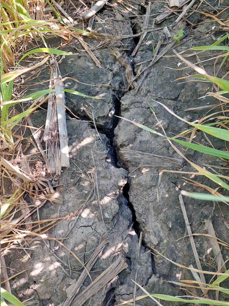 agro_86's tweet photo. Justo la 🌧 (40-50mm) para los 🌾, y Entre Ríos  es así, todo en un mismo lote. https://t.co/3QxU0g6BZW