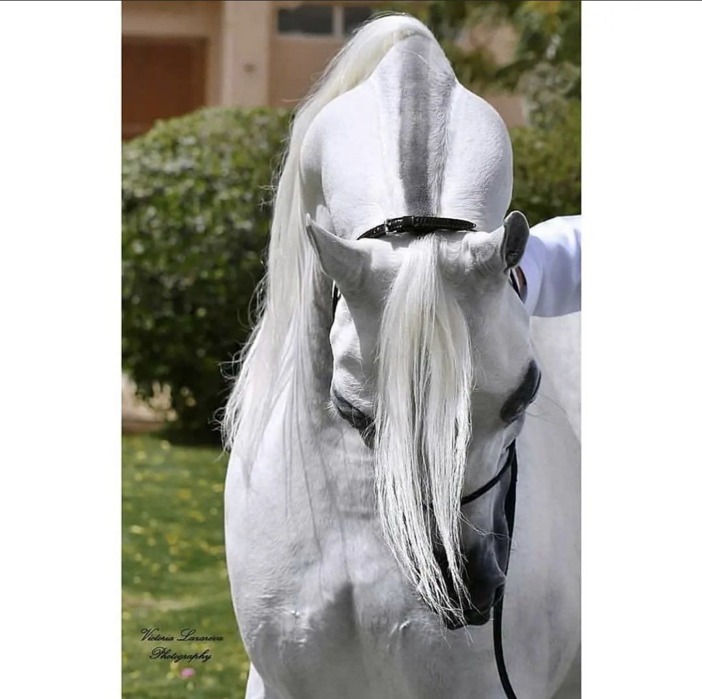 اللهُم أيامٍ من فرطِ سعادتها وجمالها
ينعكس على وجوهِنا أثرها ♥️.
#الخيل #جماليات