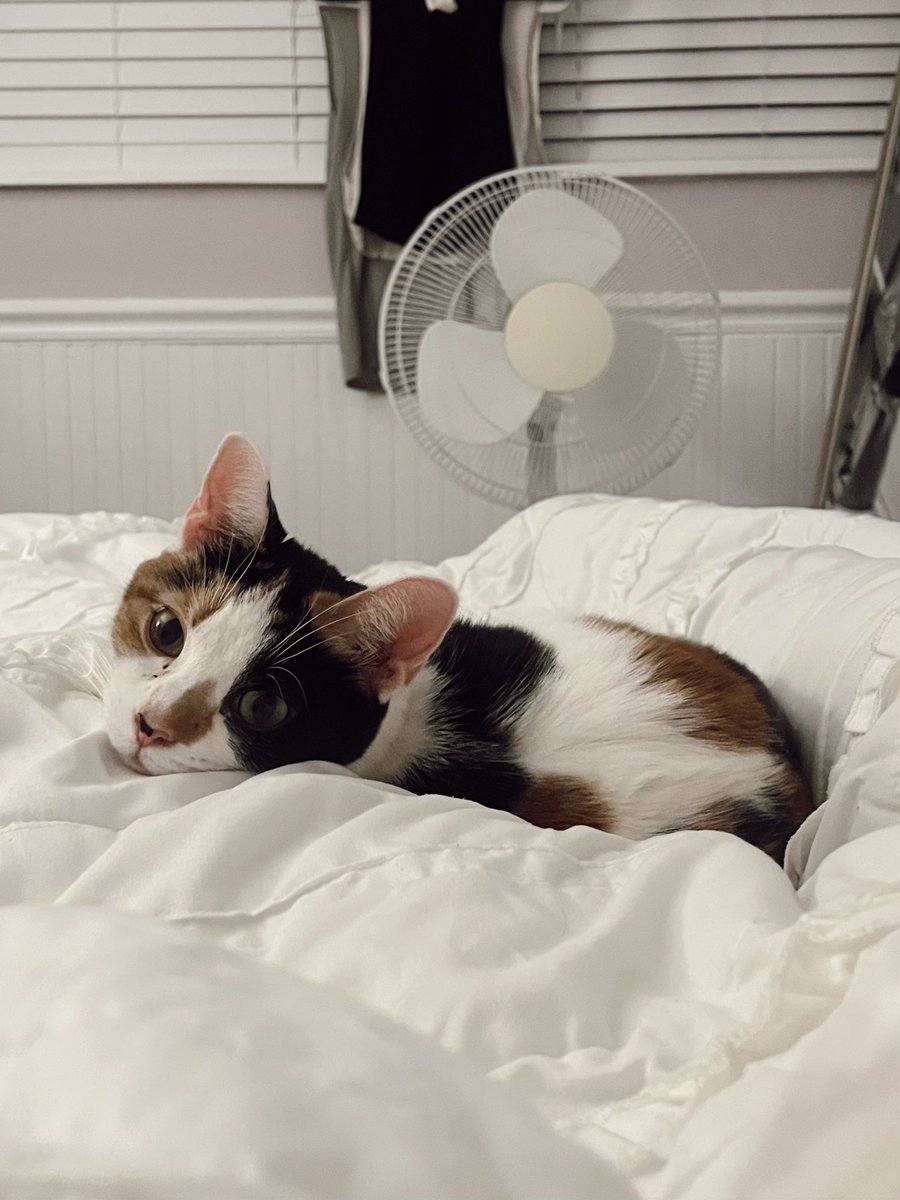 erintozier's tweet photo. adopting a formerly feral, neglected, fearful, & overlooked shelter cat has not been an easy journey, but moments like this— when I realize she is learning what it means to be loved for the very first time— make all the patience and setbacks worth it 🥹 #myjuniper https://t.co/tKogmhorlE